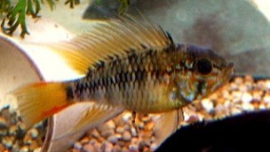 Apisto. Macmastery — 4